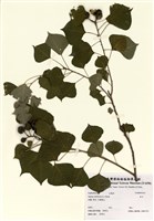 藏品(烏臼)的圖片